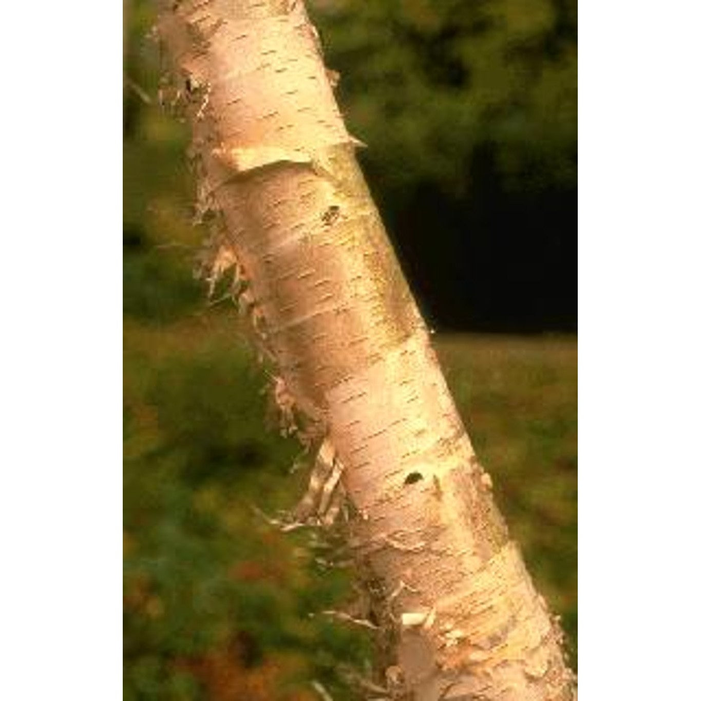 Papperbjörk – Betula papyrifera - 14/16 RB